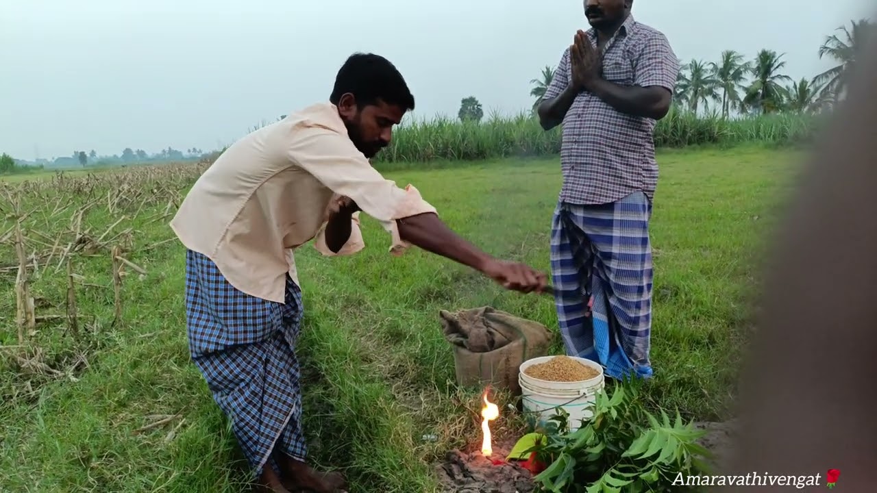 🌾நெல் நாத்து விடுதல்🙏 #amaravathivengat #villagelife #agriculture