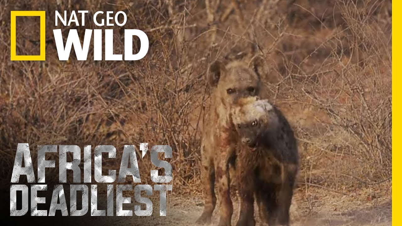 Hyena Hazing | Africa's Deadliest