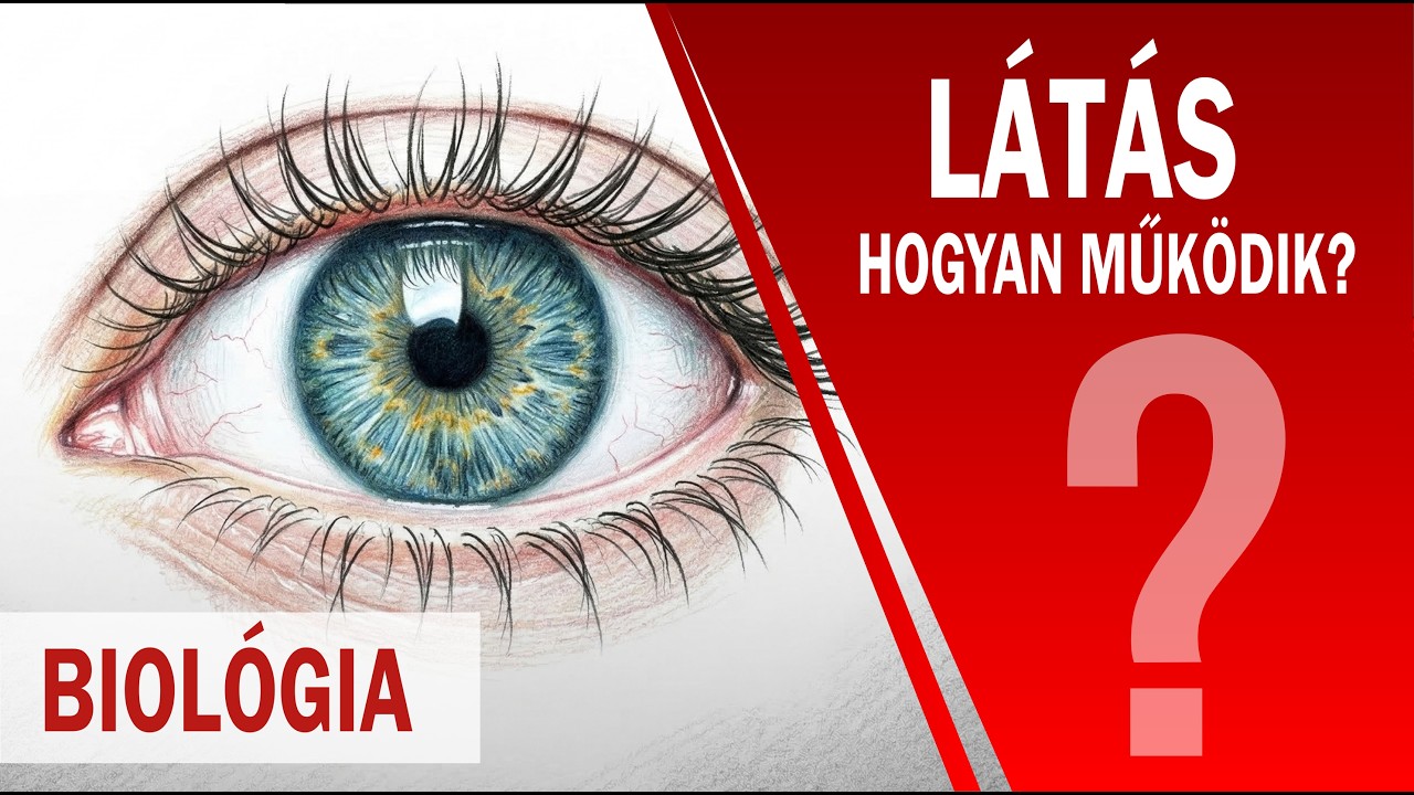 Látás | Hogyan működik?