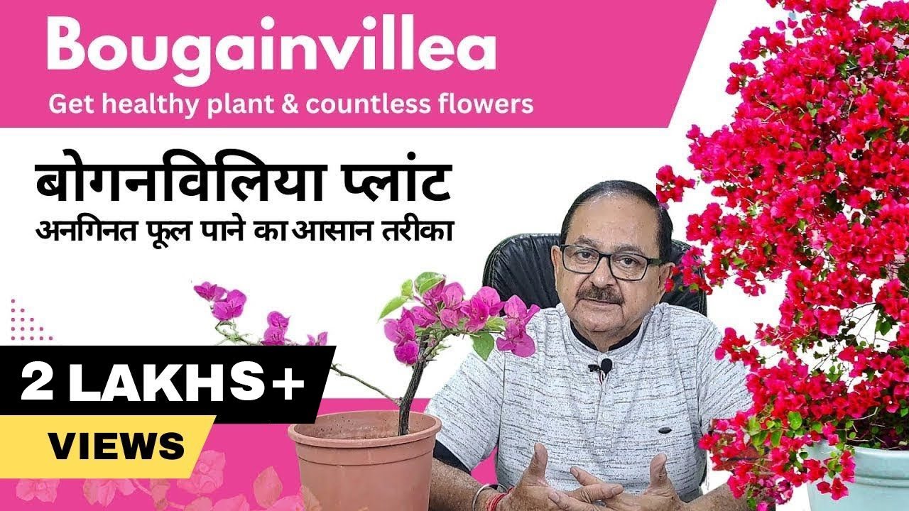 Bougainvillea में पत्तियों से ज्यादा फूल कैसे पाएं I How To Get Countless Flowers in Bougainvillea.