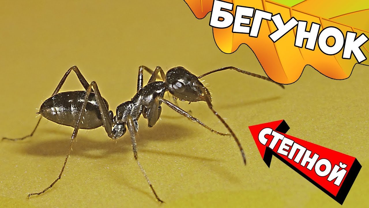 Муравьи - Cataglyphis aenescens - Степной бегунок