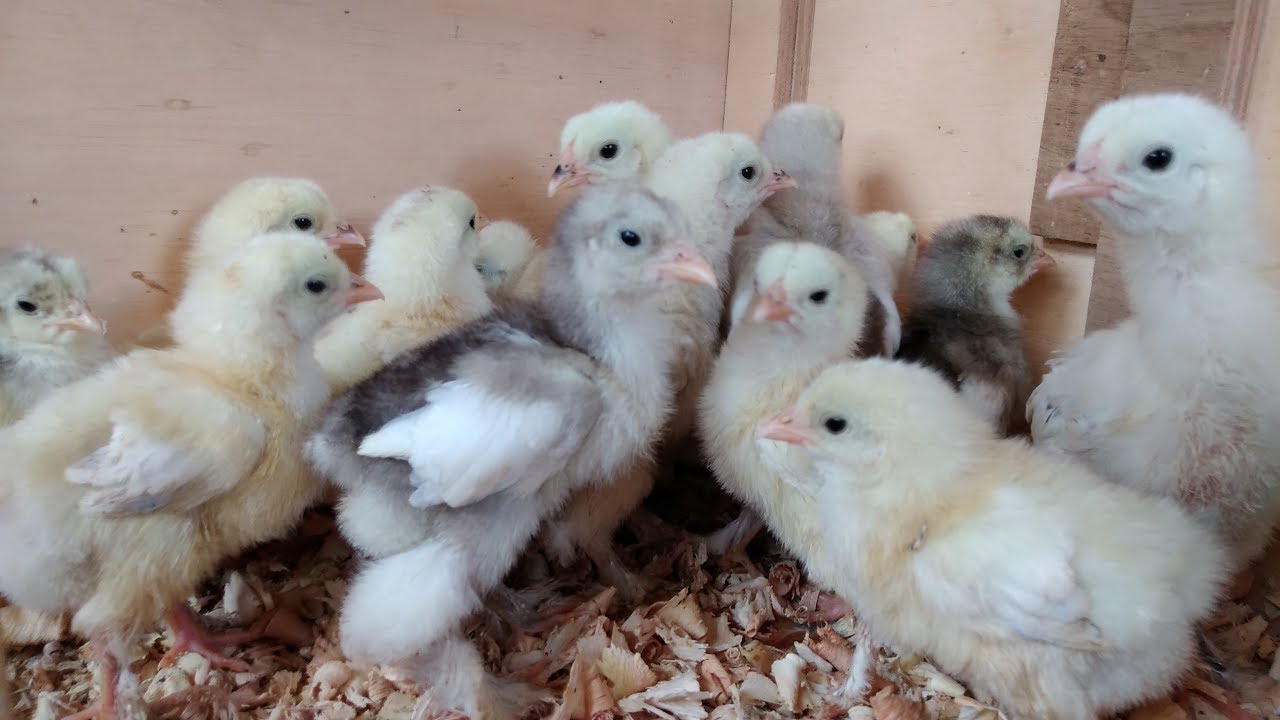20 Pintinhos Brahmas