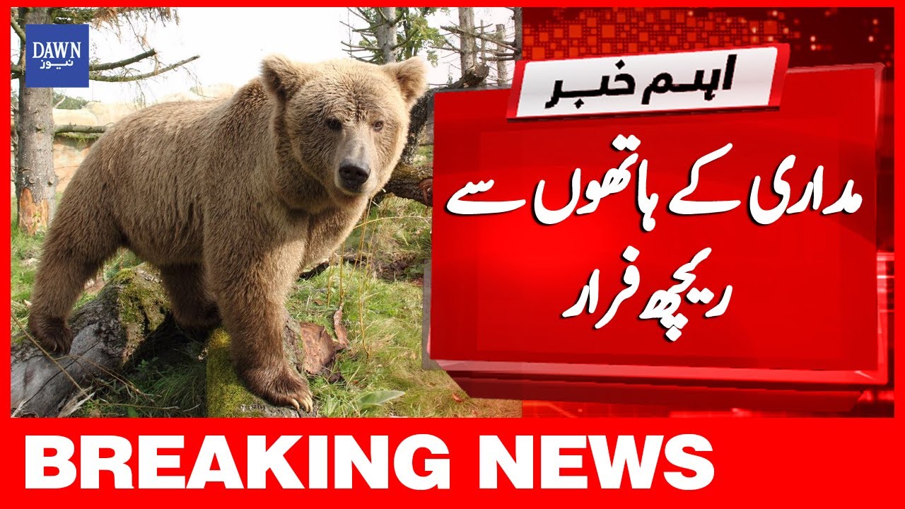 Breaking News: Madari Kay Haathon Se Reech Farar | Dawn News