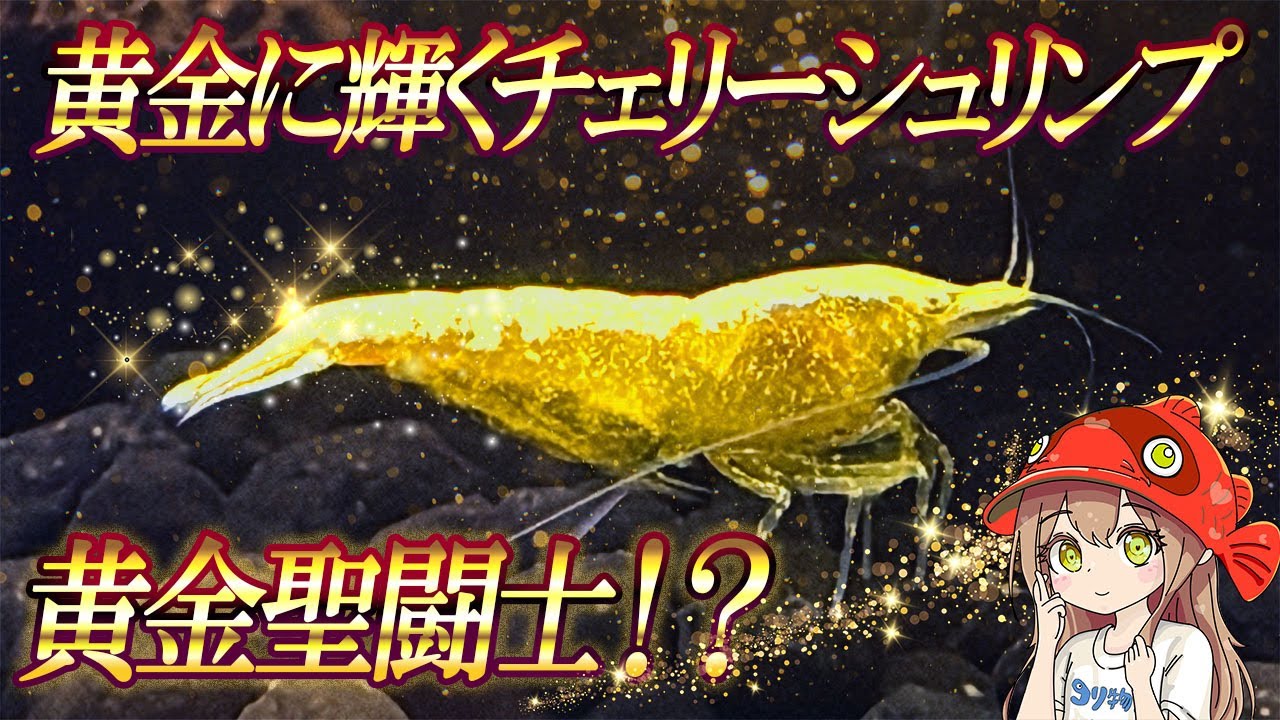 黄金に輝くチェリーシュリンプ！ゴールデンアイイエローフローレセントをお迎えしてみた！