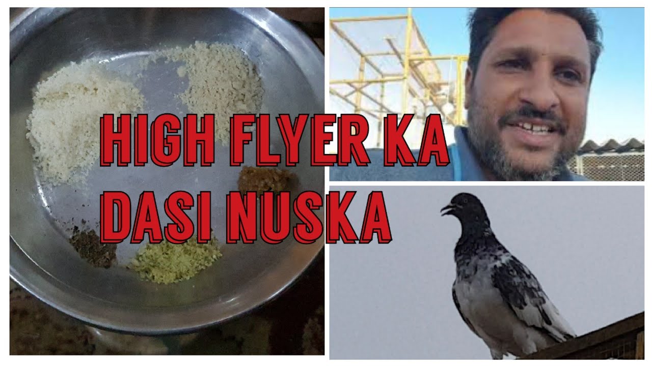 high flyer kabootar ka dasi nuska by habib kabootar bazi.