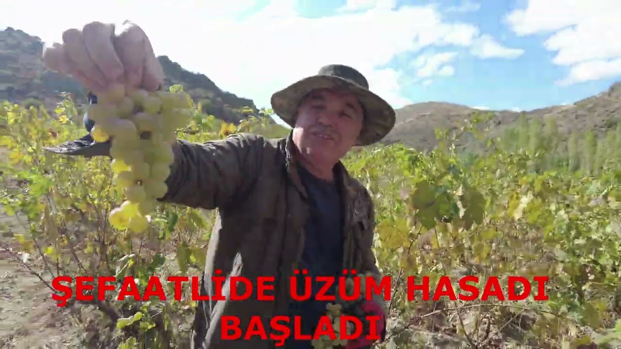 ŞEFAATLİ &rsquo;DE &lsquo;BAĞ BOZUMU&rsquo; BAŞLADI#şefaatli #kabakinipostası