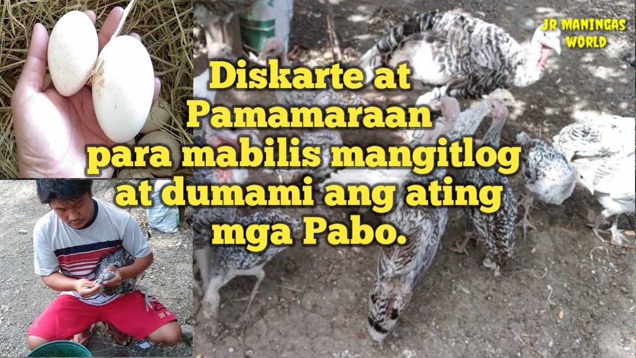 Paano mapabilis mangitlog ang pabo / Paano mag purga ng pabo / Paano mag alaga ng Pabo