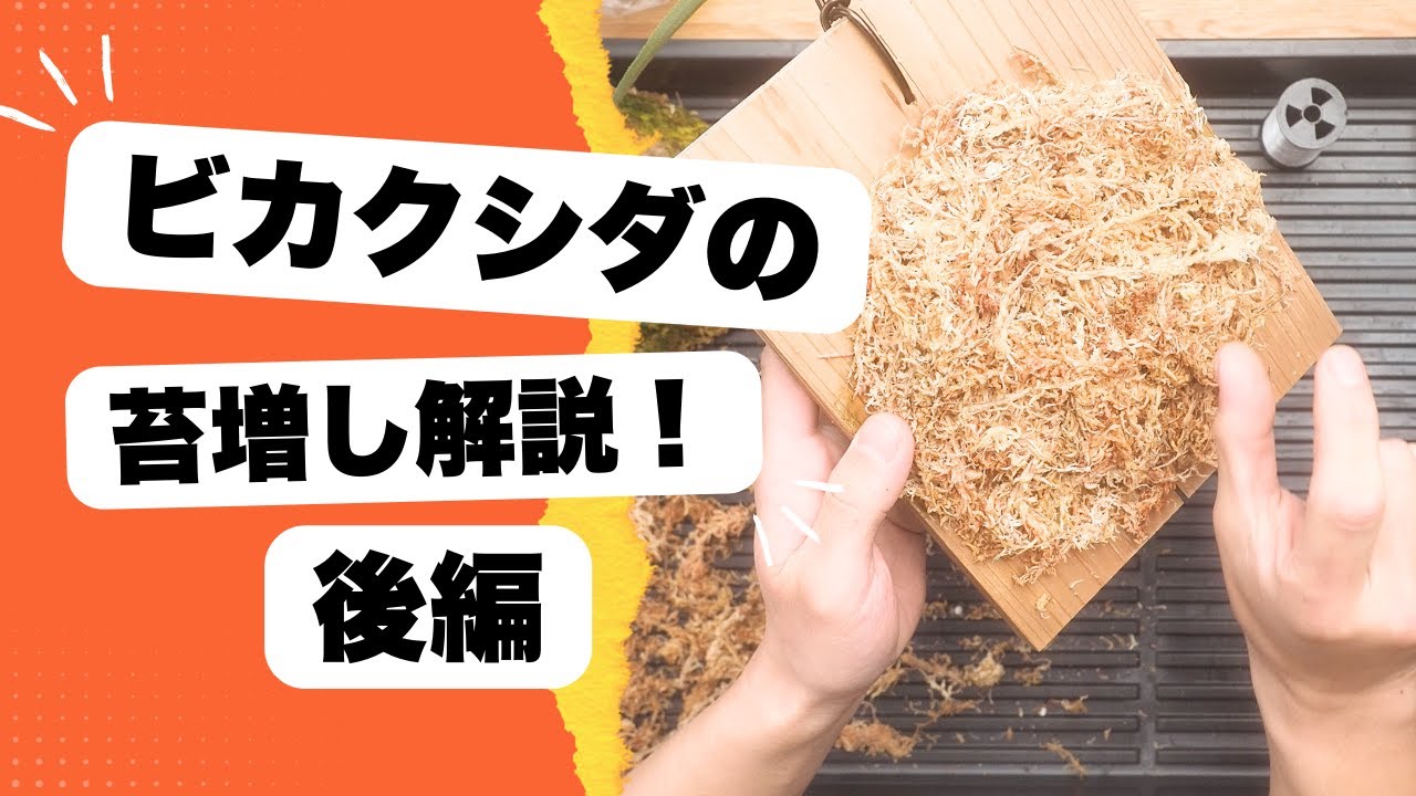 「〇〇は絶対使うな！」ビカクシダの苔増し解説【観葉植物】