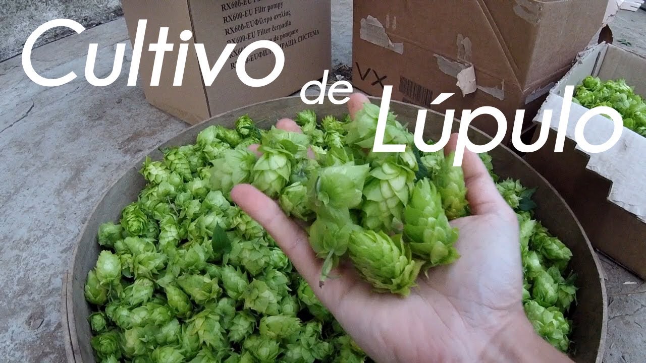 Cultivo de Lúpulo
