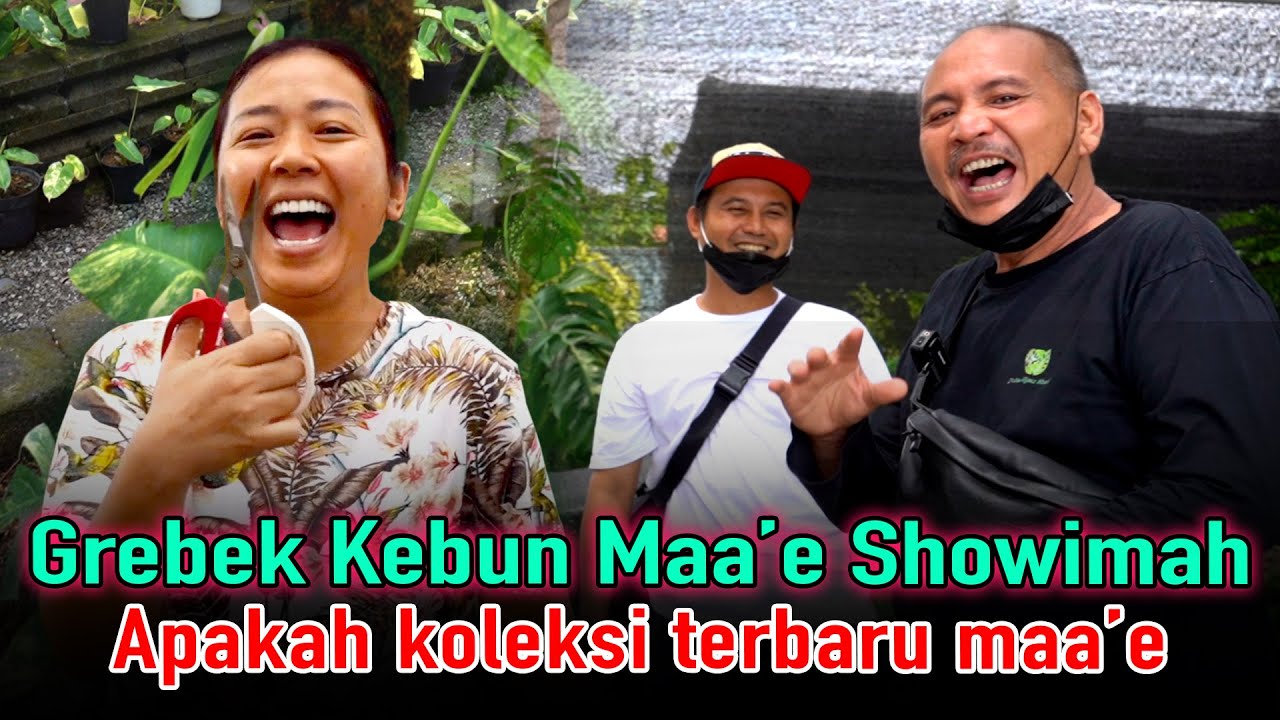 Grebek Kebun Maa'e Showimah,Apakah koleksi terbaru maa'e? # Episode 27