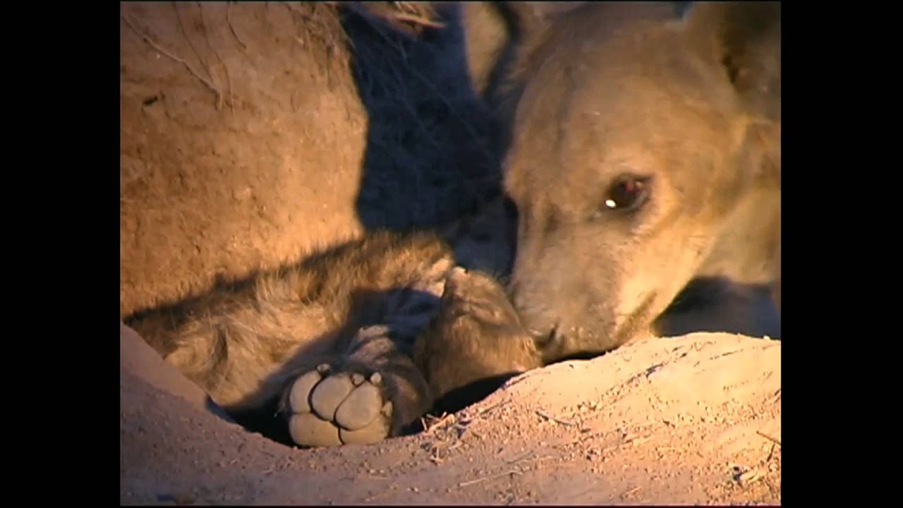Hyena Pups in Den