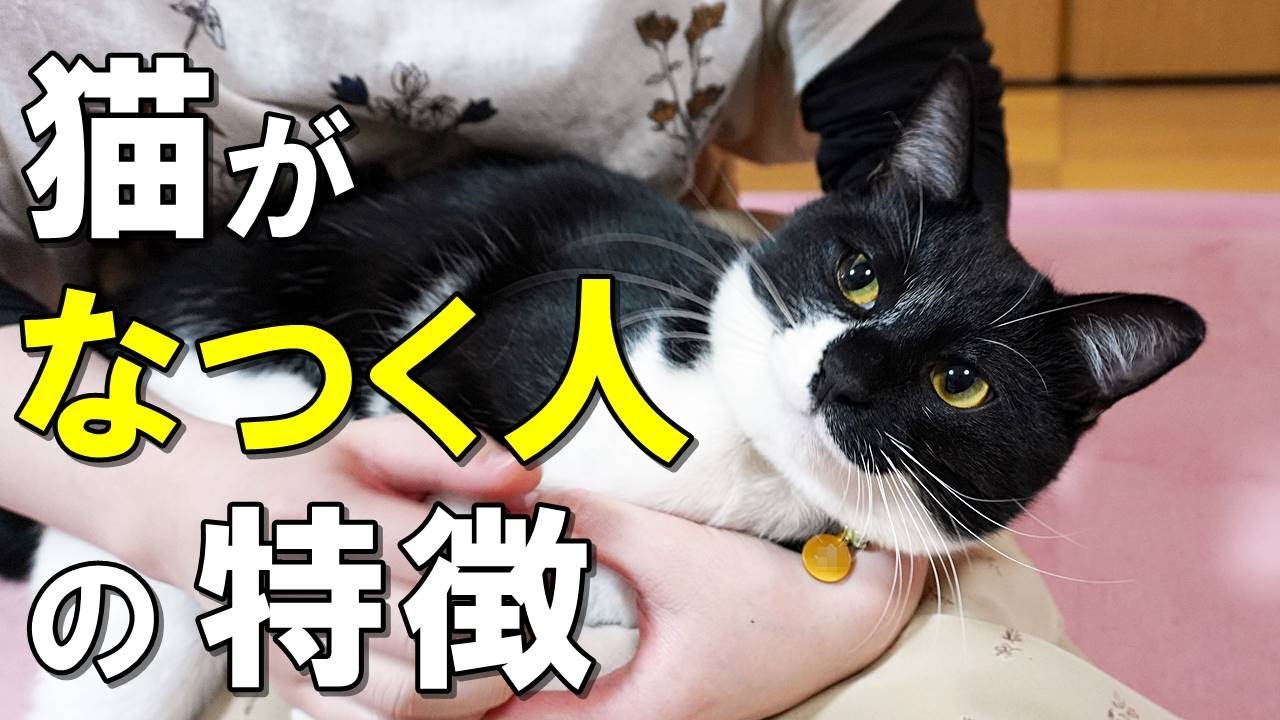 猫がなつくのはどんな人？猫がなつく人の特徴となつかせるコツについて解説【保護猫】