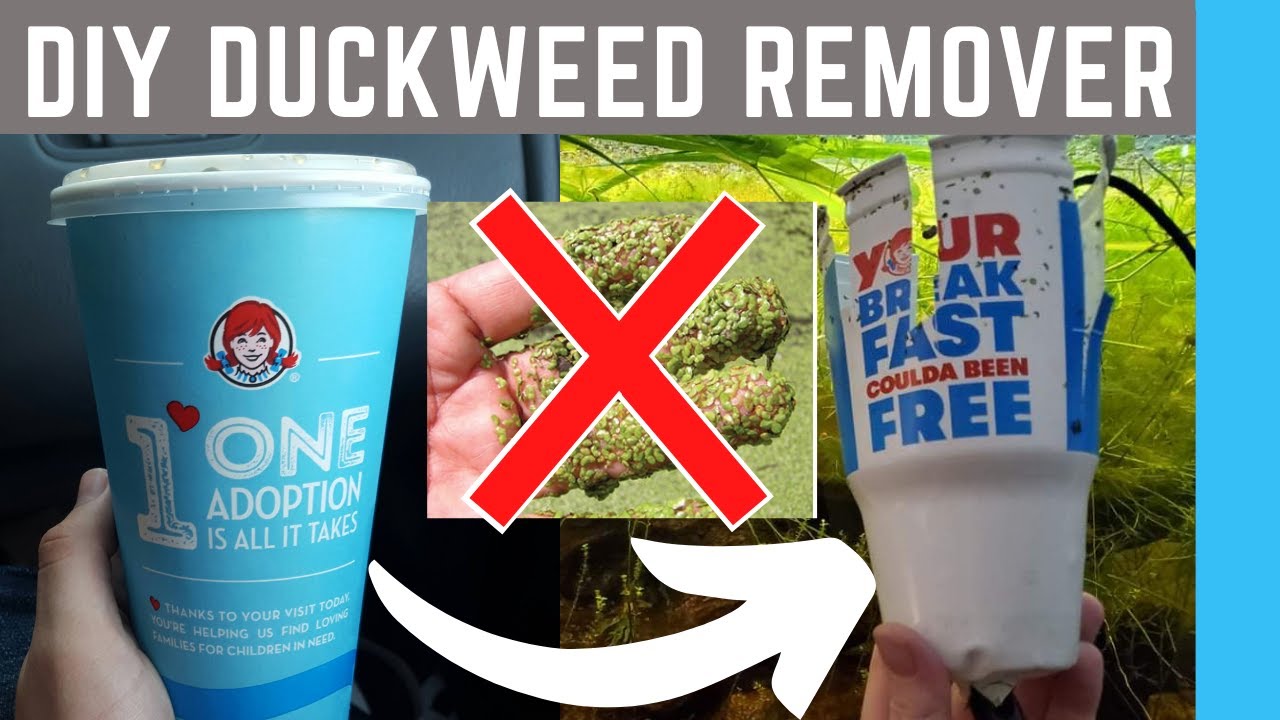 Wendy's Cup DESTROYS Duckweed | How to remove Duckweed from aquariums