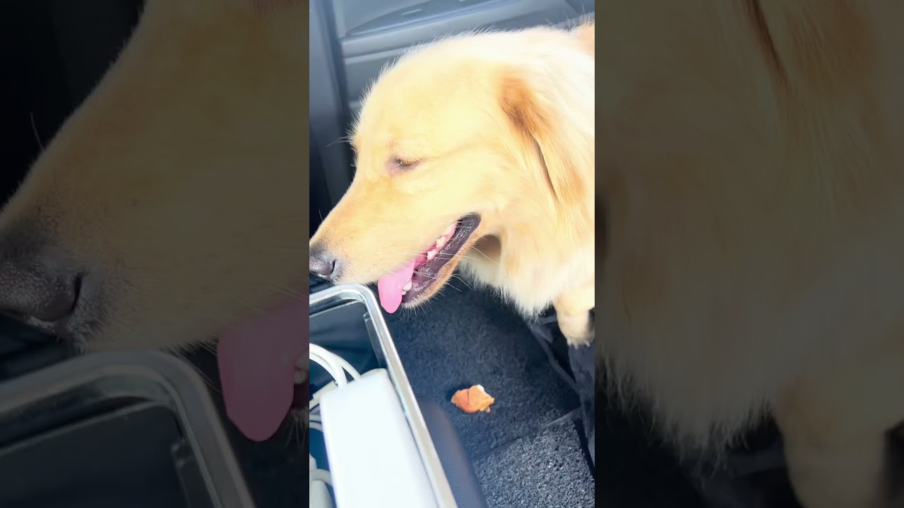 ඩොක්ට ඇංටි ගාවට ගිහින් මට වුන දෙයක් 🏥😓🦮 #LEO #goldenretriever