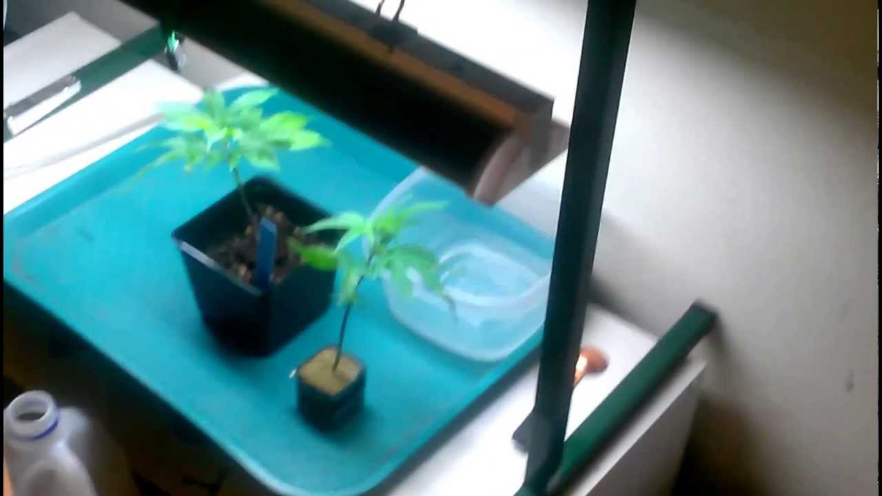 Woody's CFL cash crop update