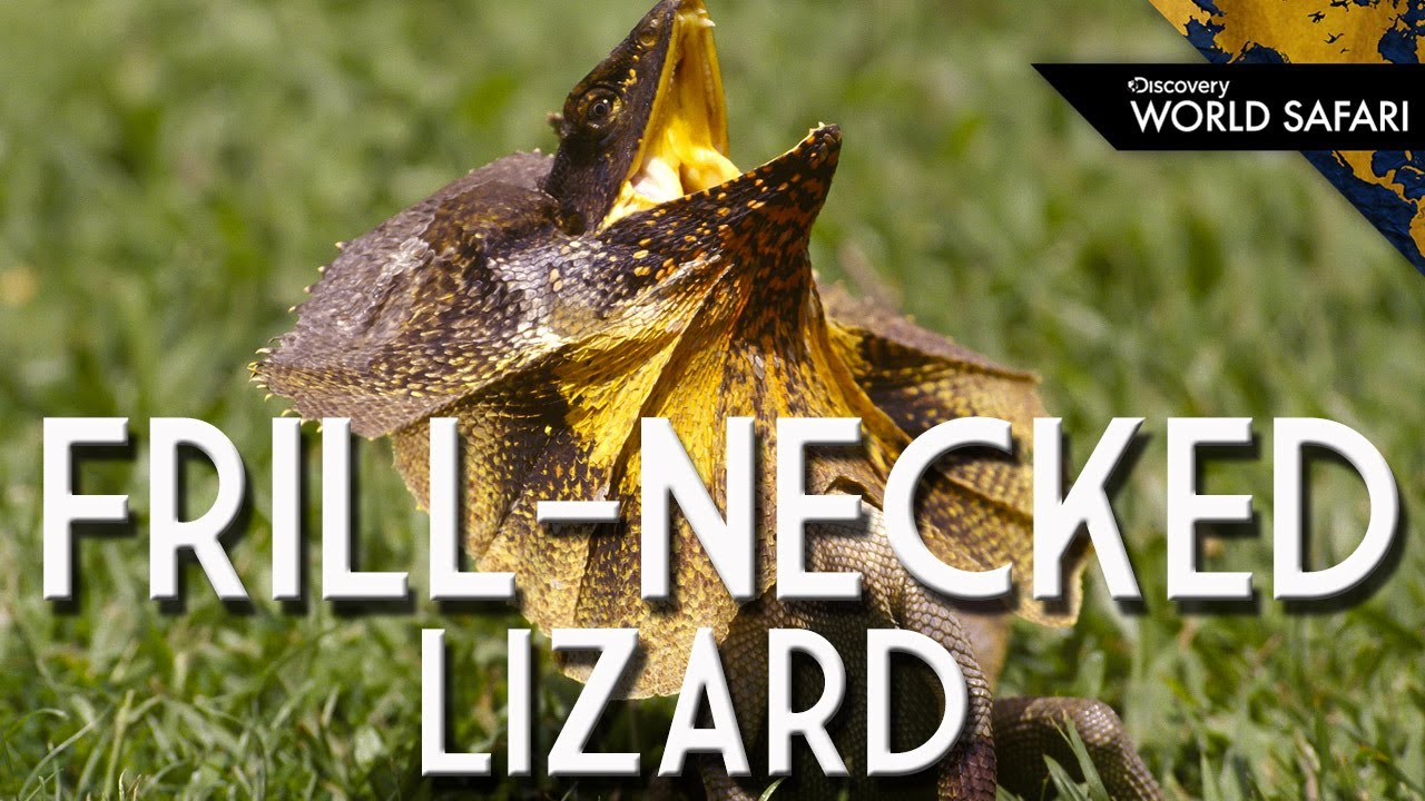 Frill-Necked Lizard's Wild Running Style