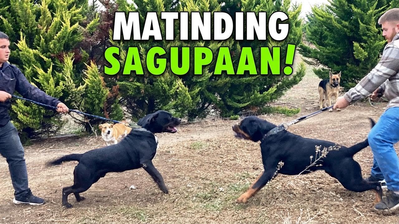 Rottweiler Diablo vs Hades: Matinding Labanan!