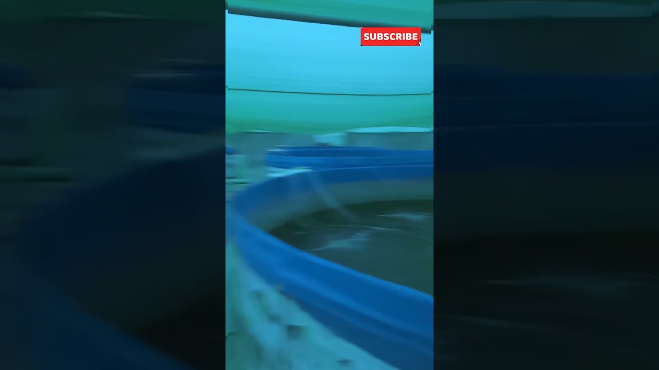 Biofloc 40 Tank in Multan Culture going on