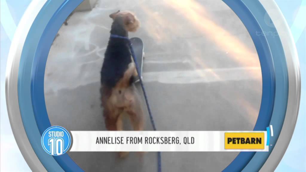 Australia's Smartest Dog: Skateboarder