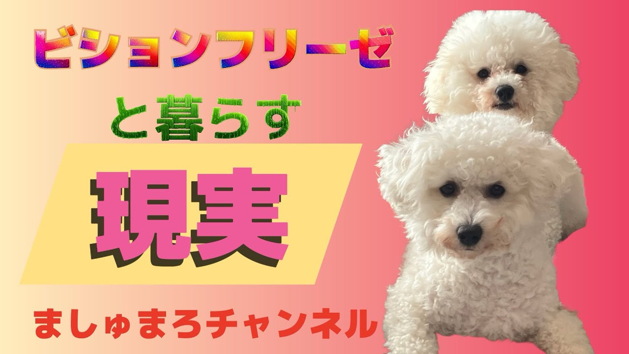 ビションフリーゼを飼おうと思っている方へ　#ビションフリーゼ.#アフロ犬 .#もふもふ .#わんこ .#いぬ 