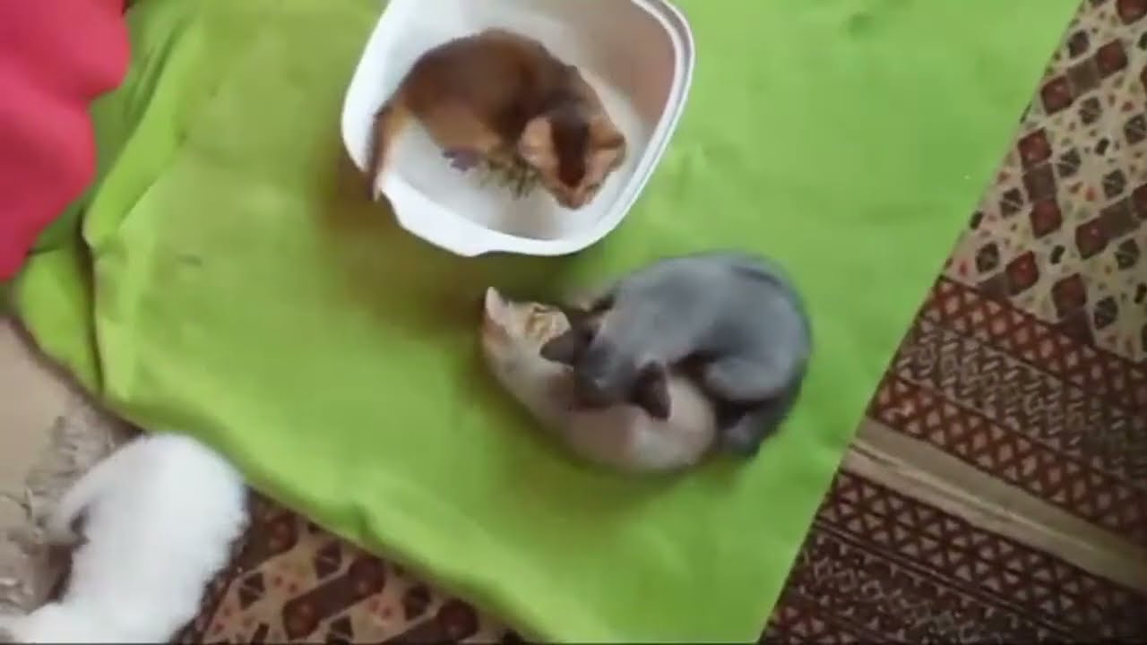 Time Machine Cats !!!! Longest Daily Cats Story , today kitten are 46 days old .