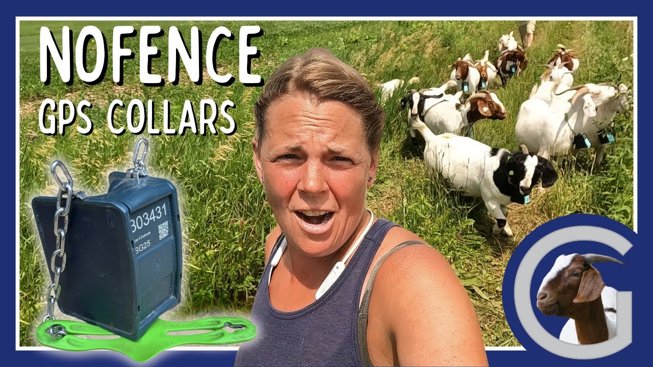 Nofence Virtual Fence Collars! Making my life easier with more GPS collars for the goats. -Vlog 78