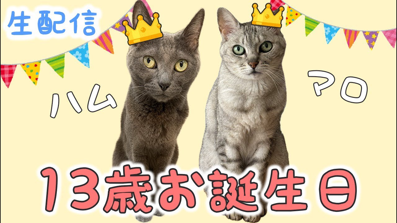 8/10 ハムとマロ13歳のお誕生日会🎉