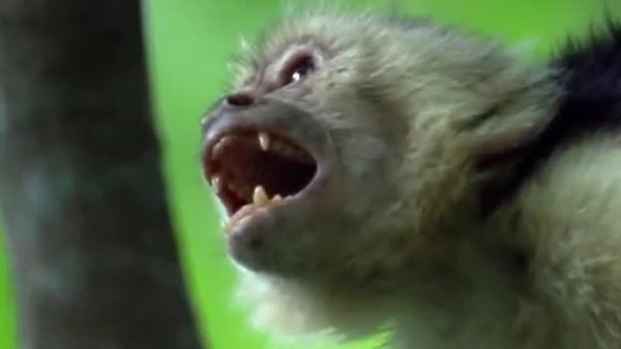 Fighting Monkeys | Clever Monkeys | BBC Earth