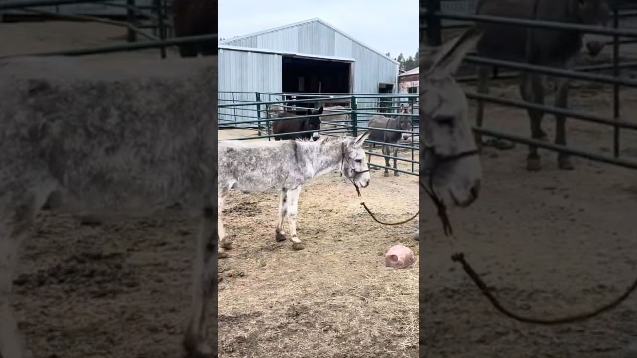 Wild Donkey Shows Genius Level Problem-Solving Skills