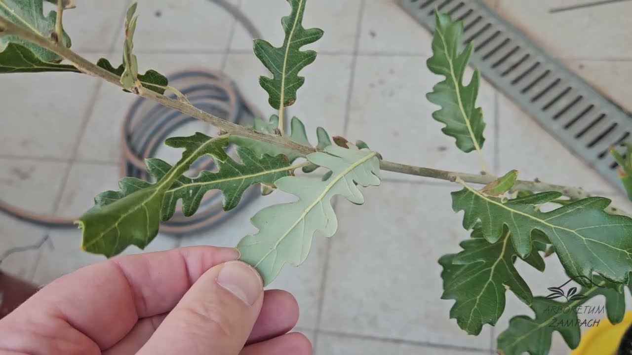Quercus &times; hispanica 'Diversifolia'  dub &scaron;panělsk&yacute;