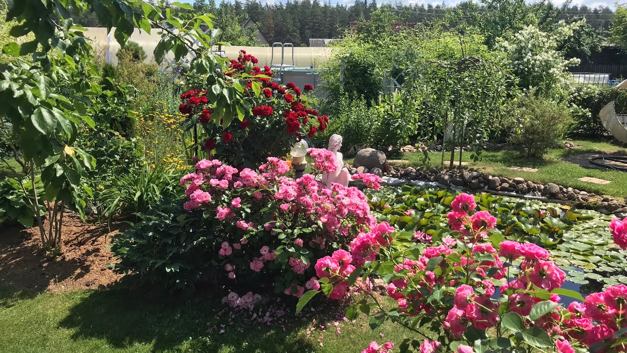 🌹🌿Обрезка розы ФЛОРИБУНДА.✂️