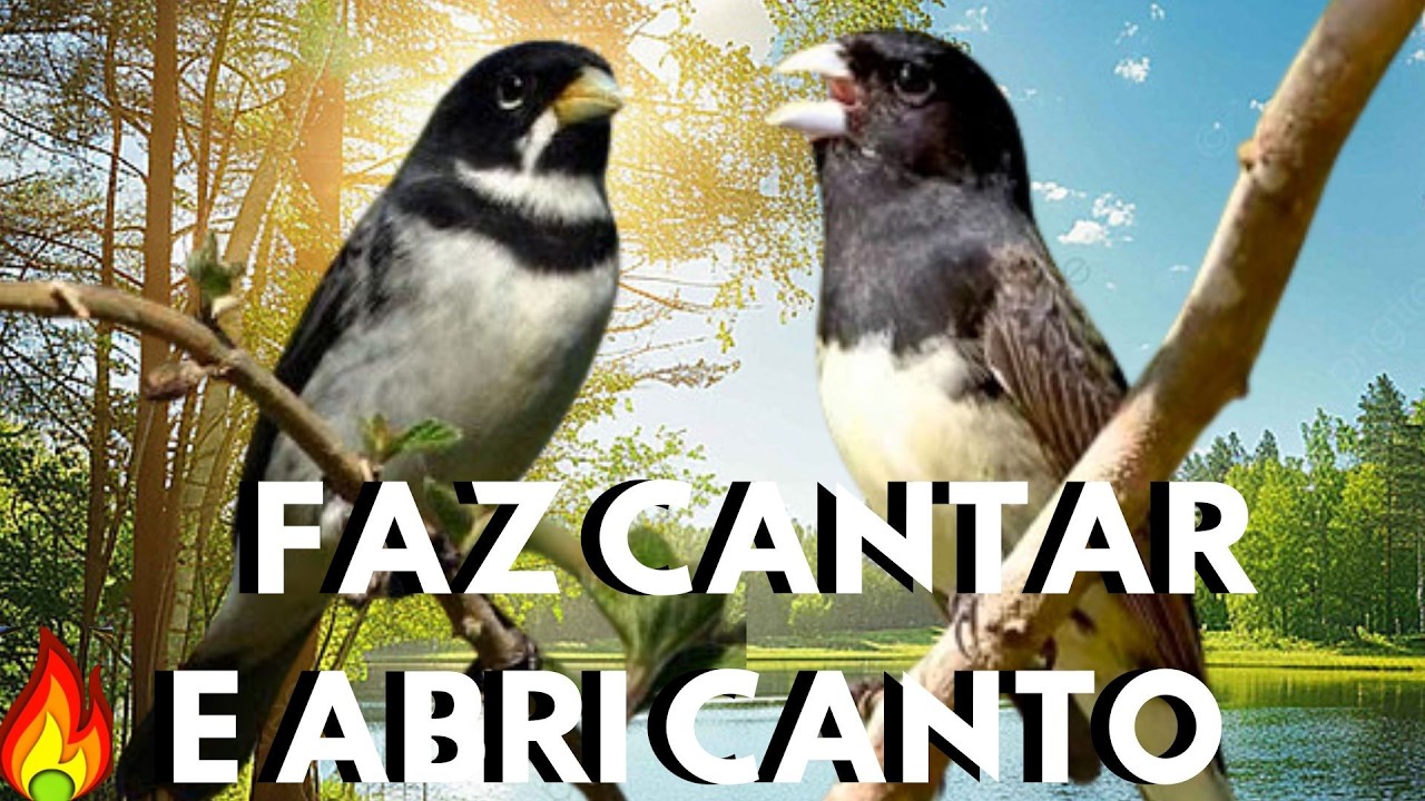 Coleira tui tui para Cantando para ESQUENTAR 💥Canto de coleira tui tui  💥