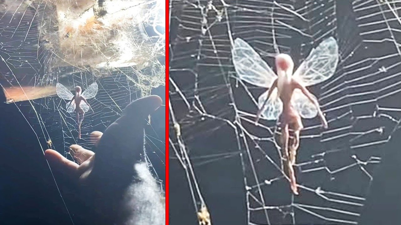 REAL Fairies Caught On Camera We Can No Longer Ignore