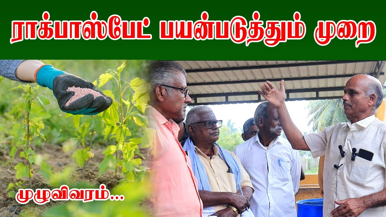 ராக் பாஸ்பேட் #Organic #Fertilizer: Usage & Benefits Explained in Tamil |  [ Rock Phosphate ]