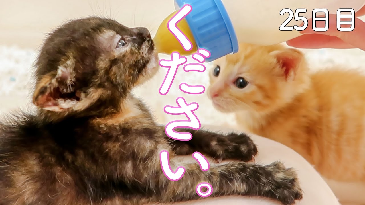 柑橘兄妹　お預かり２５日目　ミルクのおかわりが欲しいんです。　保護猫ミルクボランティア