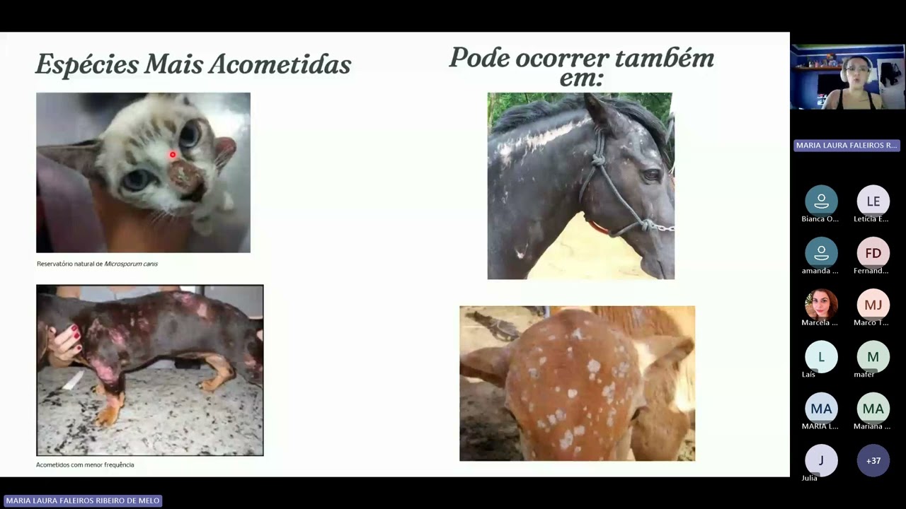 Dermatofitose em Cães e Gatos: diagnóstico, transmissão e manejo clínico