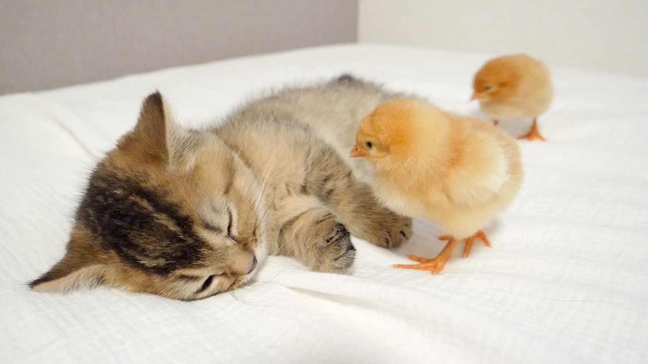 As a result of the kitten playing with the chicks all day...