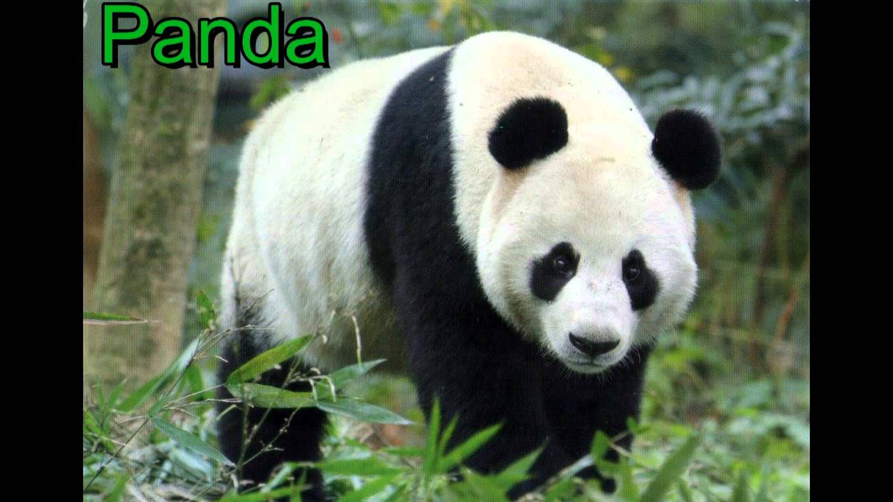 Gli animali dalla A alla Z