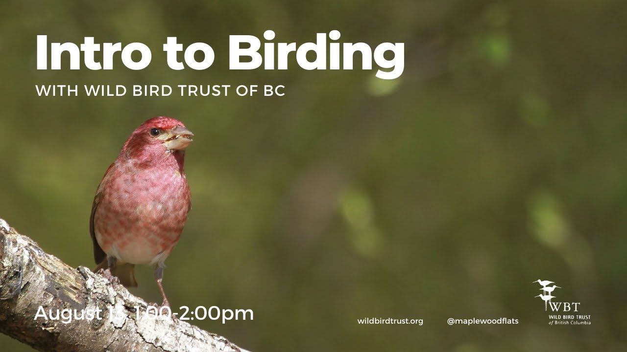 Intro to Birding - with Caroline Biel from Birds Canada