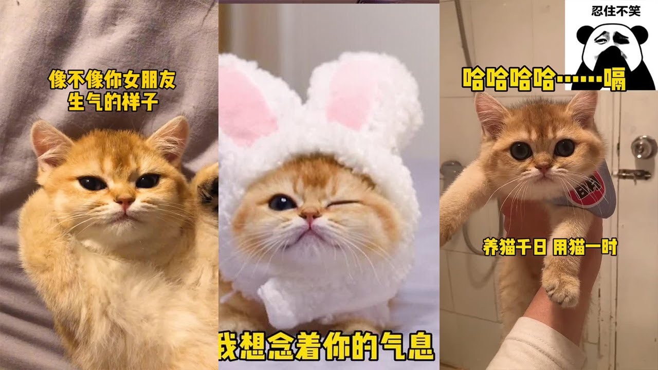 【牛奶是只猫】#治愈 #小奶猫 今日份小可爱 刚到家的时候拍的，从小就喜欢躺在被子上#猫