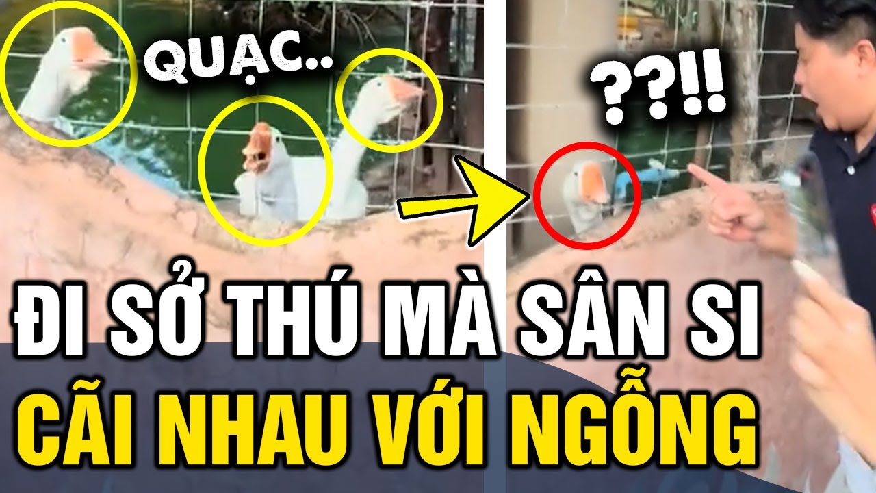 Đi sở thú mà nổi tính 'SÂN SI', thanh niên đứng 'CÃI TAY ĐÔI' với bầy ngỗng | Tin 3 Phút