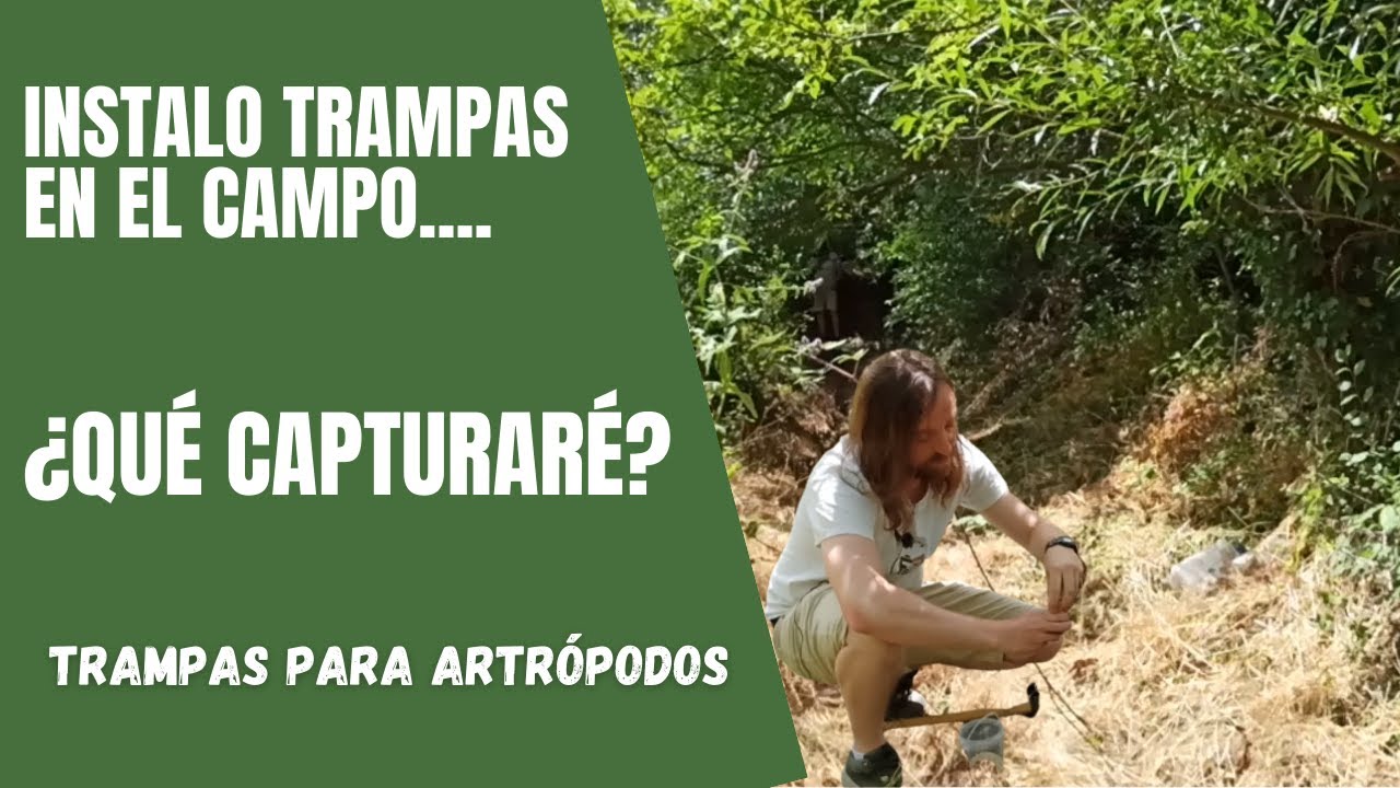 Cómo hacer TRAMPAS PARA CAPTURAR INSECTOS en el campo y muestrear bichos