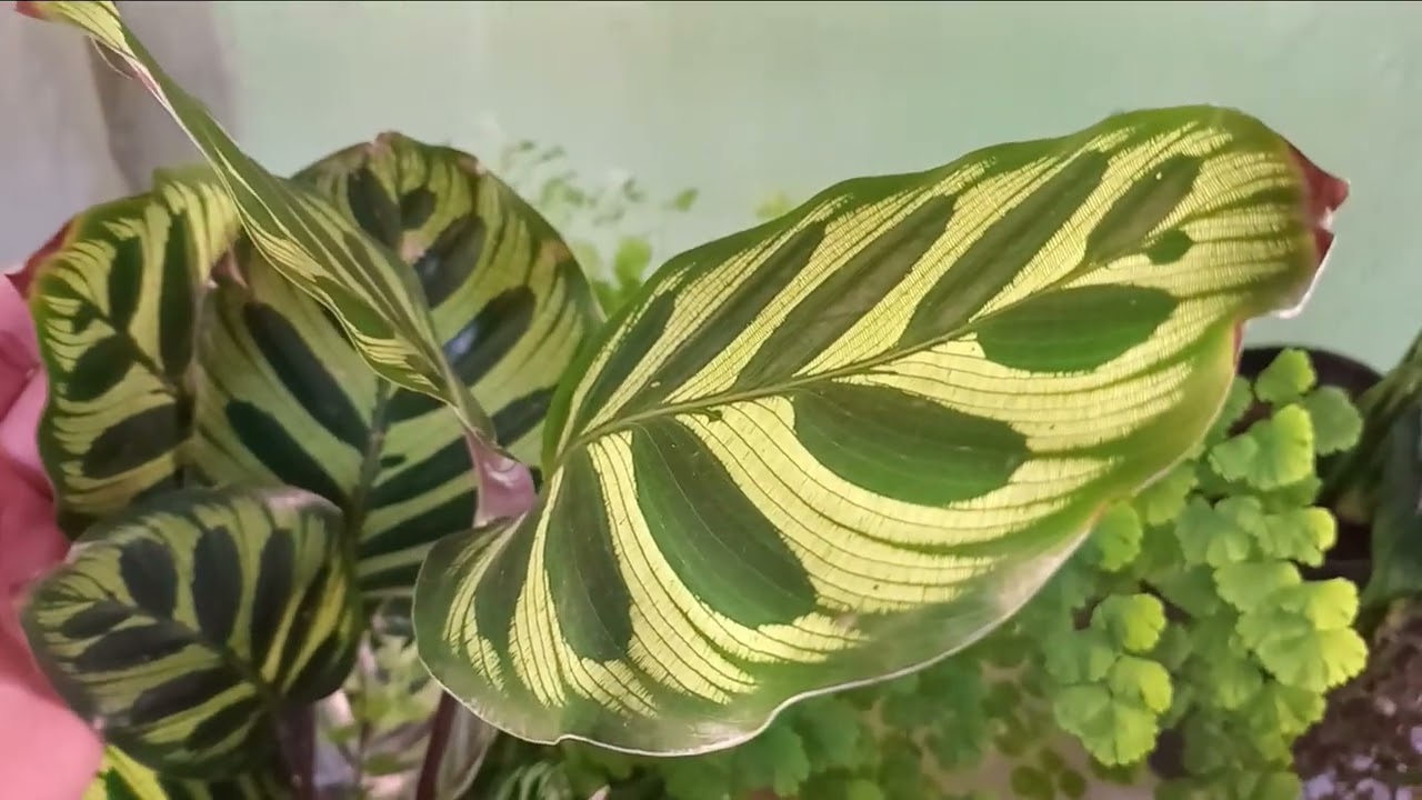 SEIS PLANTAS DE FOLHAS DELICADAS PARA SEREM CULTIVADAS COM BASTANTE LUMINOSIDADE 