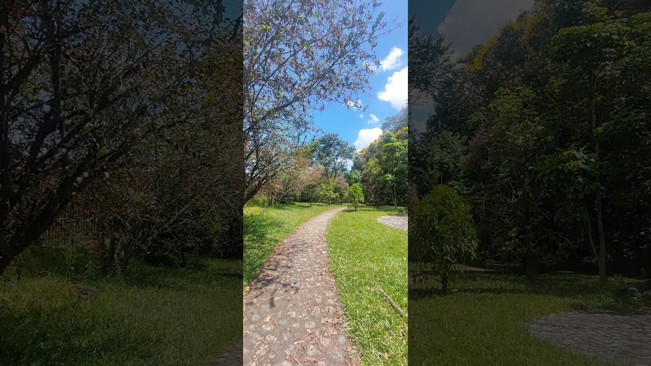 20260215 PROY BOSQUES URBANOS VID 2 aud 01 02