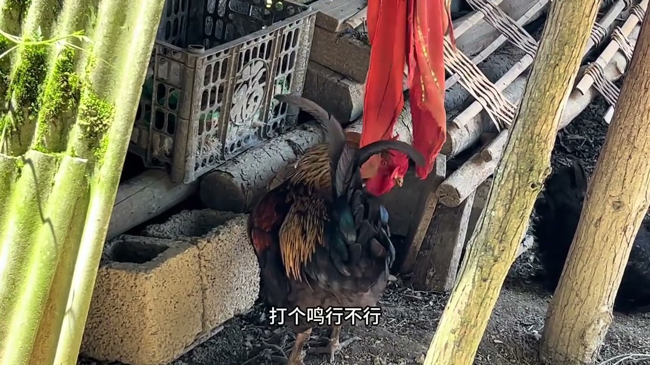 养了7年的大公鸡成精了 能听懂人说话还会唱歌 拍给大家看一下 #大公鸡打鸣#养鸡乐趣 #通人性的公鸡 #捉人大公鸡 #农村生活欢乐多