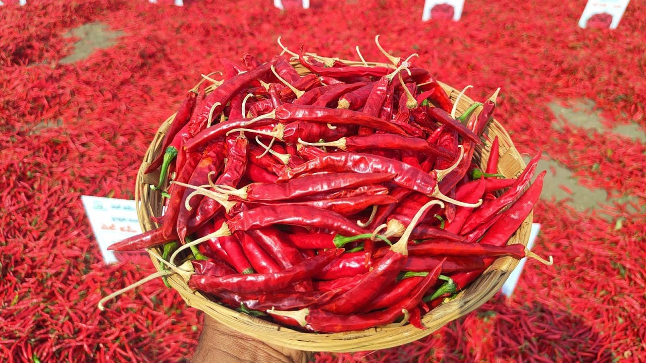 Hybrid Chilli Duel WS 3485 , Guntur Andhra Pradesh February 2026
