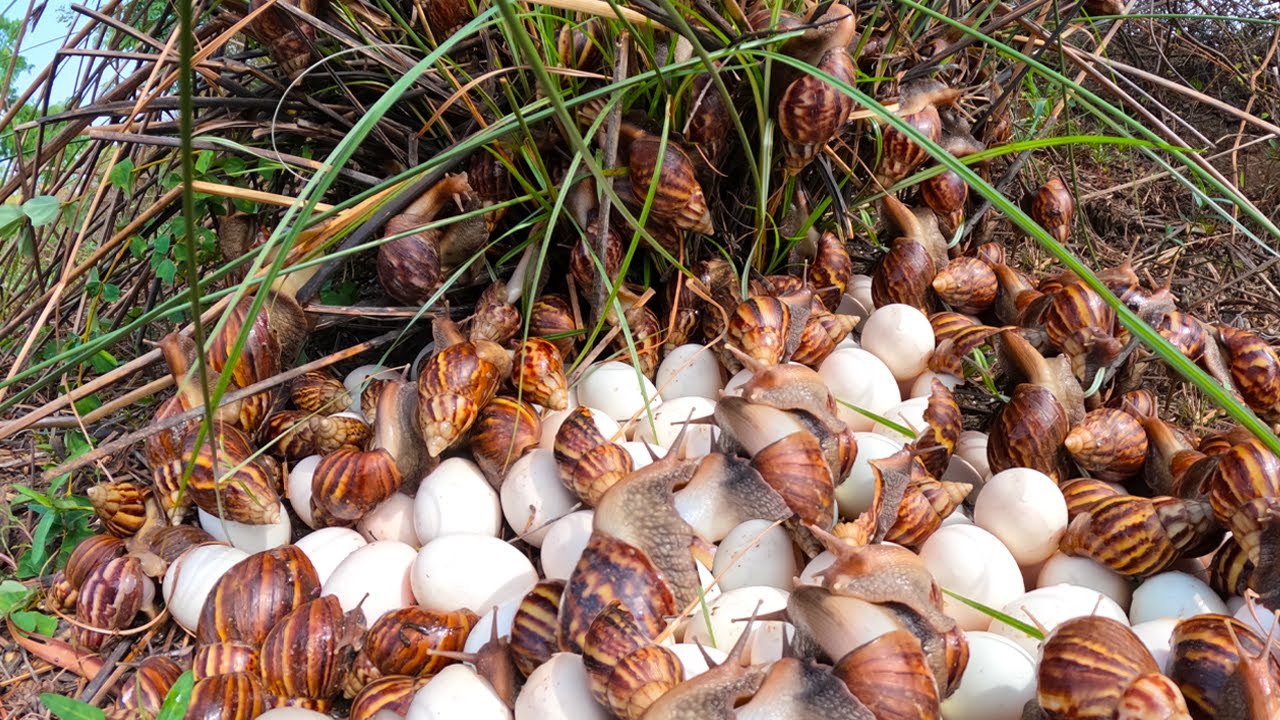 BEST amazing! Harvest a lot of duck egg and snail under grass at field by best hand