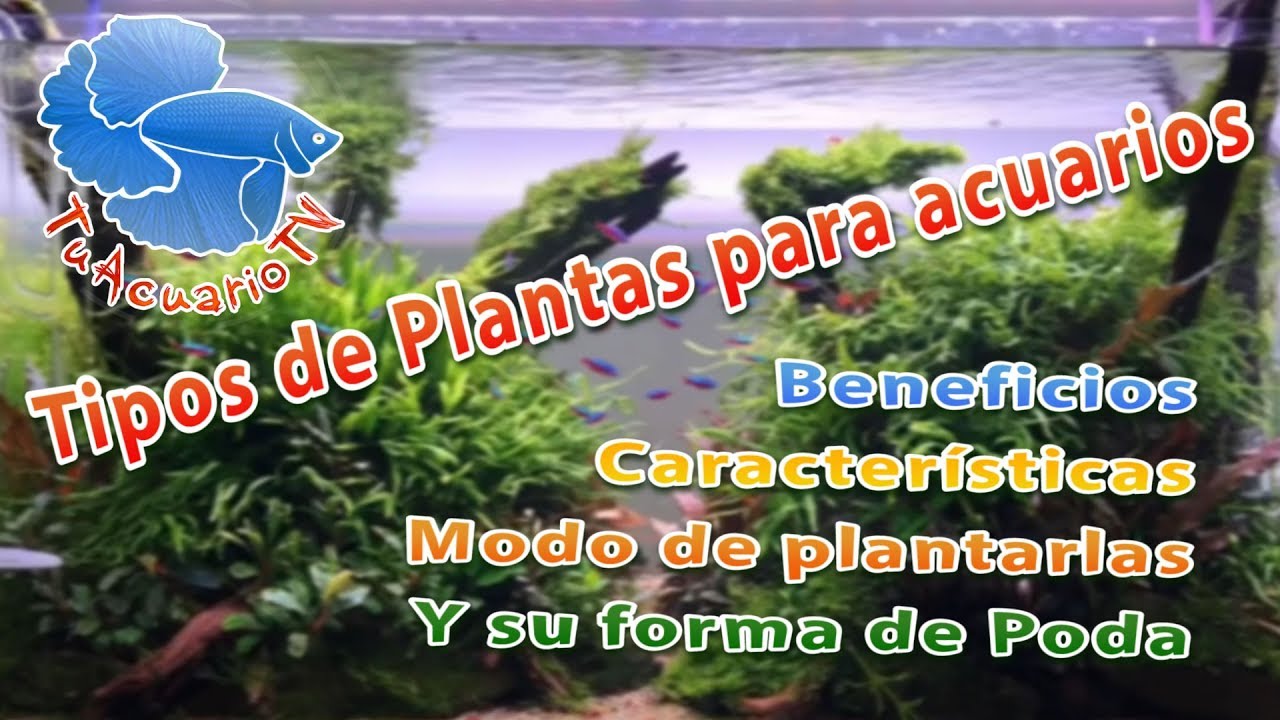 Tipos de plantas acu&aacute;ticas para acuarios clasificaci&oacute;n