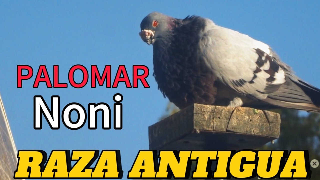 ¡INCREÍBLE ANIMALES! Los que GRABAMOS 📷 en CASA de Manuel De Cordoba ¡RAZA ANTIGUA! 