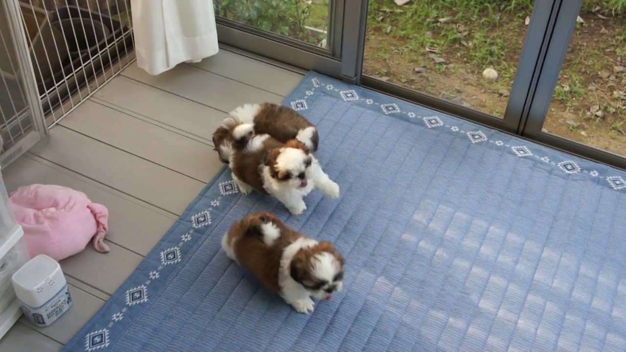 シーズー子犬　生後２ヵ月齢　兄弟と遊ぶ　(8月4日朝)　ラウンドアートル犬舎